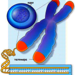 telomeraza2